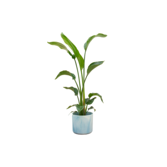 Kombinationsangebot - Paradiesvogelblume inklusive elho Ocean Round atlantisch blau Ø22 - 100 cm