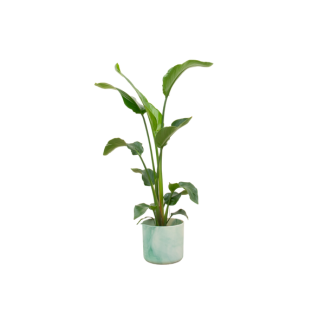 Kombinationsangebot - Paradiesvogelblume inklusive elho Ocean Round pacific green Ø22 - 100 cm