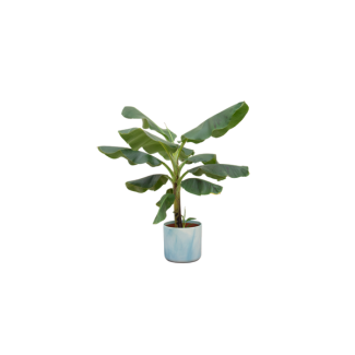 Bananenpflanze (Musa) mit elho Ocean Round atlantikblauem Übertopf - Exotische Zimmerpflanze - 100 cm hoch - Ø23cm