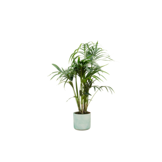 Kombinationsangebot - Kentia-Palme inklusive elho Ocean Round pacific grün Ø22 - 130 cm