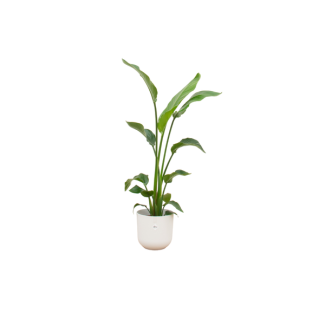 Kombinationsangebot - Paradiesvogelblume inklusive elho Jazz Round weiß Ø23 - 120 cm