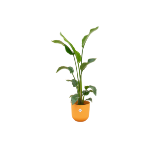 Kombinationsangebot - Paradiesvogelblume inklusive elho Jazz Round gelb Ø23 - 100 cm