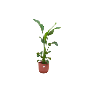 Kombinationsangebot - Paradiesvogelblume inklusive elho Jazz Round rot Ø23 - 100 cm