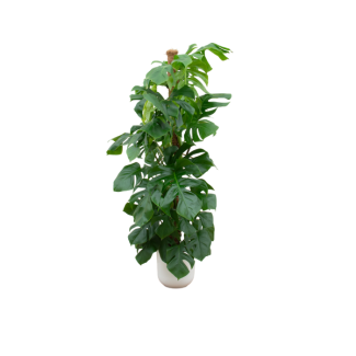 Kombinationsangebot - Monstera Pertusum XL inklusive elho Jazz Round weiß Ø26 - 150 cm