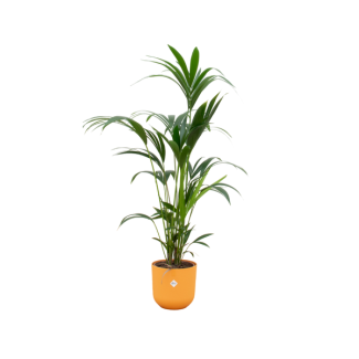 Paradiespalme, Kentia-Palme + Topf Elho Jazz Rund Gelb Topf Ø26 - 130 cm Hoch