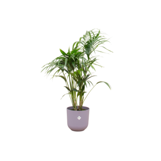 Paradiespalme, Kentia-Palme + Topf Elho Jazz Rund Lila Topf Ø26 - 130 cm Hoch