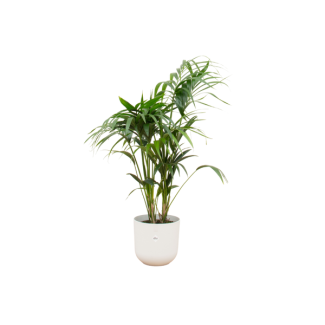 Paradiespalme, Kentia-Palme + Topf Elho Jazz Rund Weiß Topf Ø26 - 130 cm Hoch