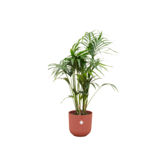 Paradiespalme, Kentia-Palme + Topf Elho Jazz Rund Rot Topf Ø26 - 130 cm Hoch