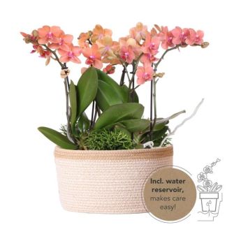 Echte Blickfänger, Orange Orchideen Bolzano Pflanzen-Set in Baumwollkorb, Geschenkidee, Schmetterlingsorchidee