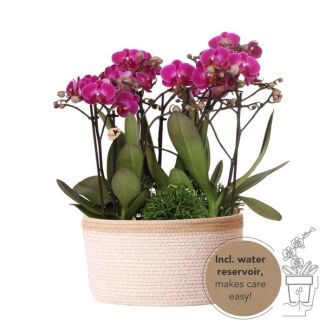 Echte Blickfänger, Lila Orchideen Morelia Pflanzenset in Baumwollkorb, Geschenkidee, Schmetterlingsorchidee