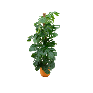 Grüne Löcherpflanze inkl. Elho Jazz Round Gelb - Monstera Pertusum - Mexikanische Brotsfrucht, 150 cm hoch, Topfgröße ø26