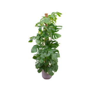 Grüne Löcherpflanze inkl. Elho Jazz Round Lila Monstera Pertusum - Mexikanische Brotfrau, 150 cm hoch, Topfgröße ø26