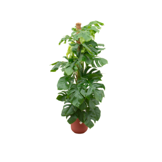 Gartenpflanze XL inkl. Elho Jazz Rund Farbe Rot, Grüne Zimmerpflanze, Tropisch, Fensterblatt - Ø26cm - ↕150cm