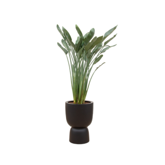 Kombinationsangebot - Paradiesvogelblume inklusive elho Amber Coupe schwarz Ø41 - 190 cm