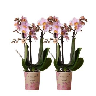 Set von 2 Schmetterlingsorchideen Andorra, Farbe Rosa, blühende Zimmerpflanze, Phalaenopsis-Orchideen, Topfgröße 09cm