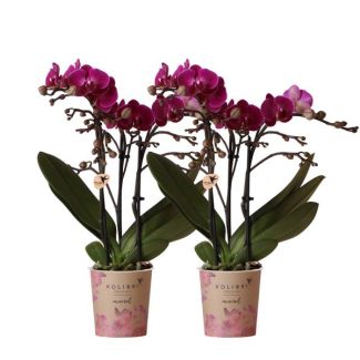 Set von 2 Schmetterlingsorchideen Morelia, Farbe Lila, blühende Zimmerpflanze, Phalaenopsis-Orchideen, Topfgröße 09 cm