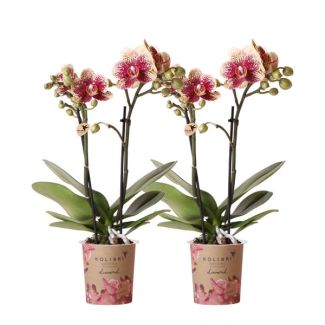 Set von 2 Schmetterlingsorchideen Spanien, Farbe Gelb/Rot, blühende Zimmerpflanze, Phalaenopsis-Orchideen, Topfgröße 9 cm