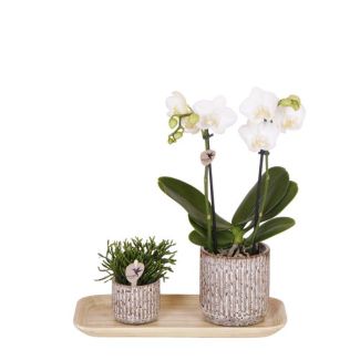 Geschenk-Tipp! Zimmerpflanzen-Set, Orchidee Amabilis + Sukkulente Jaguar in dekorativen Töpfen auf einem Bambus-Tablett, Farbe Weiß-Grün.