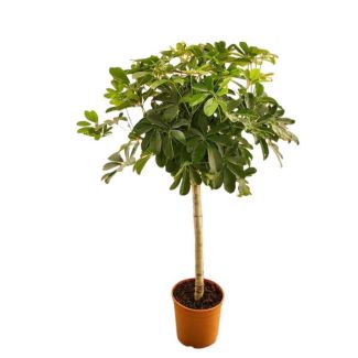 Schefflera auf Stamm - 130 cm - ø21