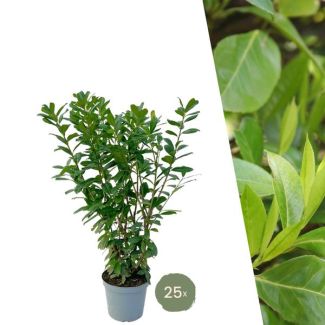 "Schaffen Sie eine Natürliche Grüne Wand: 25 Stück Große Lorbeerkirsche Pflanzen Novita für eine Wunderschöne Hecke von 10 Metern!", Ø30 cm, ↨ 100-125 cm