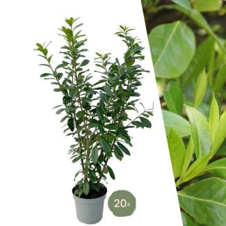 "Schaffe eine Natürliche Grüne Wand: 25 Stück Große Lorbeerkirschen Pflanzen Novita für eine Wunderschöne Hecke von 10 Metern!", Ø30 cm, ↨ 125-150 cm