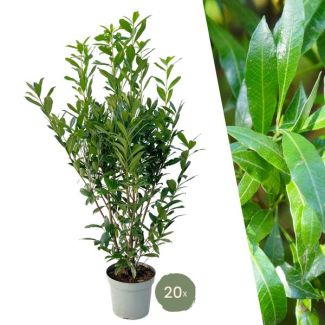 "Schaffen Sie eine Natürliche Grüne Wand: 25 Stück Große Lorbeerkirsche Pflanzen Caucasica für eine Wunderschöne Hecke von 10 Metern!", Ø30 cm, ↨ 125-150 cm