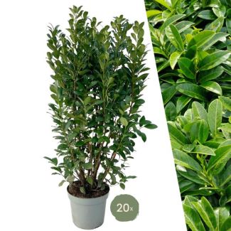 "Schaffe eine Natürliche Grüne Wand: 20 Stück Große Lorbeerpflanzen Obelisk für eine Prächtige Hecke von 10 Metern!", Ø30 cm, ↨ 125-150 cm