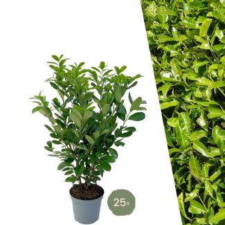 "Schaffe eine Natürliche Grüne Wand: 25 Stück Große Lorbeerkirsche Rotundifolia für eine Prächtige Hecke von 10 Metern!", Ø30 cm, ↨ 100-125 cm
