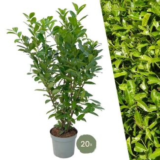 "Schaffe eine Natürliche Grüne Wand: 20 Stück Große Lorbeerkirsche Rotundifolia für eine Prächtige Hecke von 10 Metern!"