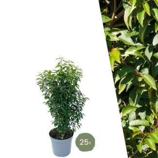 "Schaffen Sie eine elegante Grüne Wand: 25 Stück Portugiesischer Lorbeer für eine prächtige Hecke von 10 Metern!", Ø30 cm, ↨ 80-100 cm