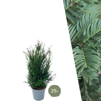 "Schaffen Sie eine schöne Grüne Wand: 25 Stück Eibenpflanzen für eine prächtige Hecke von 10 Metern!", Ø30 cm, ↨ 80-100 cm