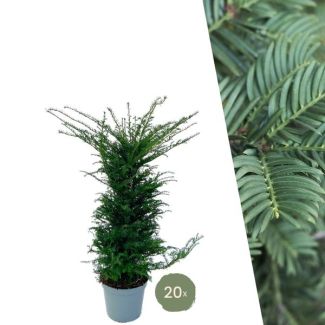 20 x Immergrüne Eibenpflanzen für 10 laufende Meter Hecke, ↨ 100-125 cm
