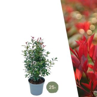 "Schaffe eine 'Carré Rouge' Mauer: 20 Stück Große Glanzmispel Pflanzen für eine prächtige Hecke von 10 Metern!"