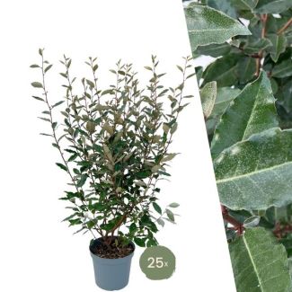 "Schaffen Sie eine Duftende Grüne Wand: 25 Stück Olivenweide Pflanzen für eine Prächtige Hecke von 10 Metern!", Ø30 cm - ↨ 100-125 cm