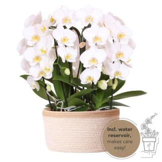Echte Blickfänger, Weiße Orchideen Pflanzenset in Baumwollkorb, Geschenkidee, Schmetterlingsorchidee