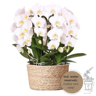 Echte Blickfänger, Weiße Orchideen Pflanzenset in Rattan-Korb, 3 gebogene weiße Orchideen Niagara Fal, Geschenkidee, Schmetterlingsorchidee