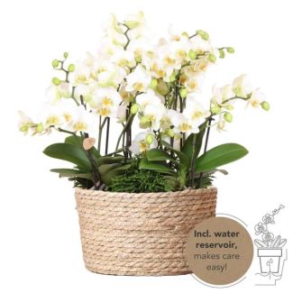 Echte Blickfänger, Weiße Orchideen Lausanne Pflanzenset in Rattan-Korb, Geschenkidee, Schmetterlingsorchidee
