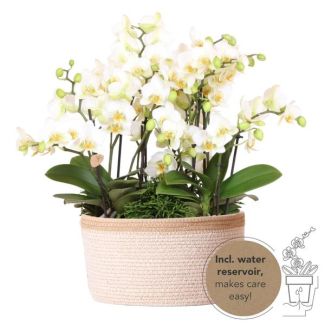 Echte Blickfänger, Weiße Orchideen Lausanne, Pflanzenset in Baumwollkorb, Geschenkidee, Schmetterlingsorchidee