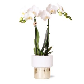 Schmetterlingsorchidee Amabilis, Farbe Weiß, Lush-Topf, blühende Zimmerpflanze, Phalaenopsis-Orchideen, Topfgröße 09 cm