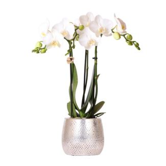 Schmetterlingsorchidee Amabilis, Farbe Weiß, Elite Topf Silber, Blühende Zimmerpflanze, Phalaenopsis Orchideen, Topfgröße 09cm