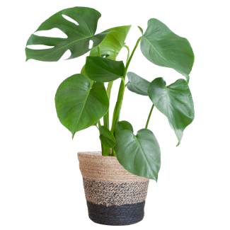 Monstera Deliciosa mit schwarzem Lissabon-Korb - 50cm - Ø17