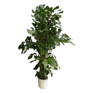 Fächerpalme - 180 cm - Ø27