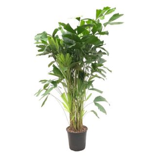 Fächerpalme - 160 cm - ø24
