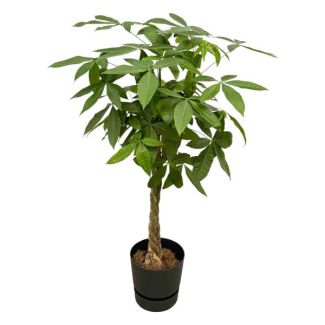 Pachira Aquatica inklusive elho Greenville Rund schwarz - 140cm - Ø30