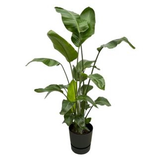 Weißer Paradiesvogelstrauch inklusive elho Greenville Round schwarz - 160cm - Ø30