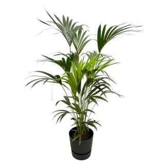 Kentia-Palme inklusive elho Greenville Round schwarz - 160 cm - Ø30
