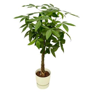 Pachira aquatica inklusive elho Greenville Round weiß - 160 cm - Ø30