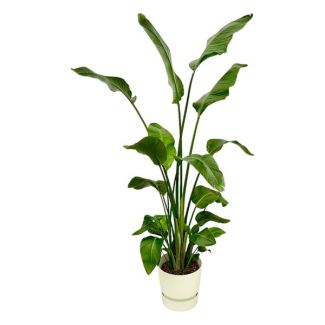 Weißer Paradiesvogelstrauch inklusive elho Greenville Round - 180 cm - Ø30