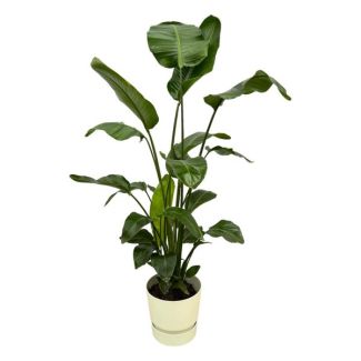 Weißer Paradiesvogelstrauch inklusive elho Greenville Round - 160 cm - Ø30
