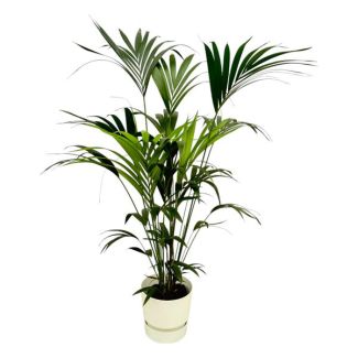 Kentia-Palme inklusive elho Greenville Round weiß - 160 cm - Ø30